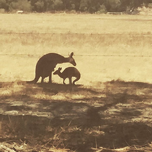 A kangaroo and it's joey in the Shire of West Arthur, Western Australia