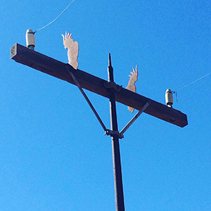 Two cockys on a telephone pole artwork in Westonia, Western Australia