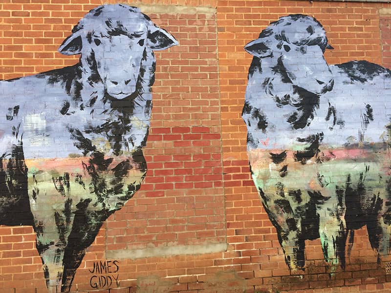 Beverley Sheep Street Art