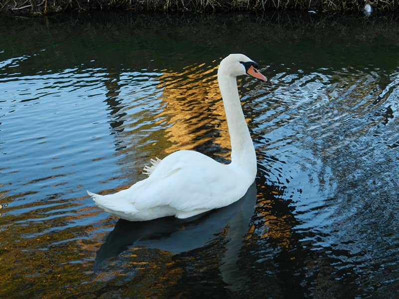 White Swan in Northam