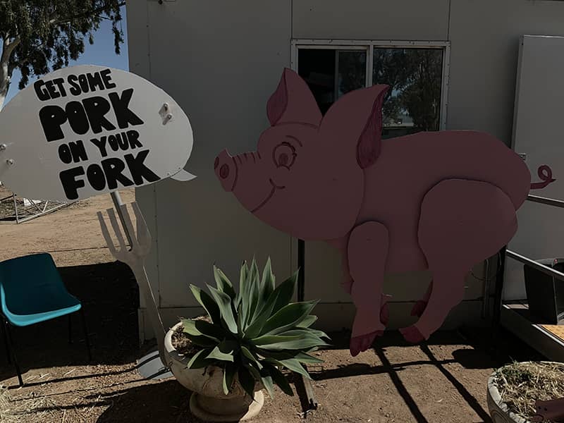 Pigs at Cunderdin Ag