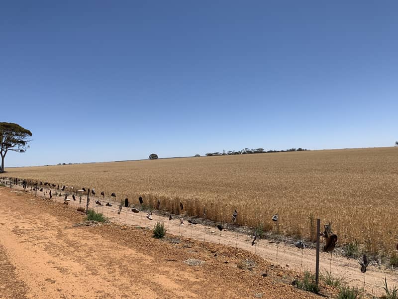 narembeen shoe fence